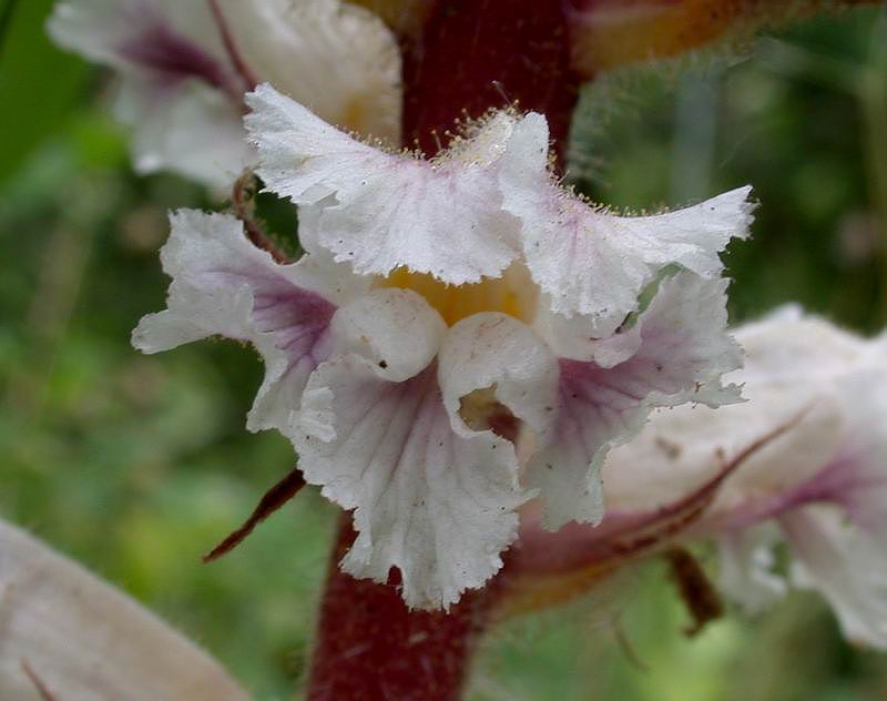 Orobanche crenata / Succiamele delle fave